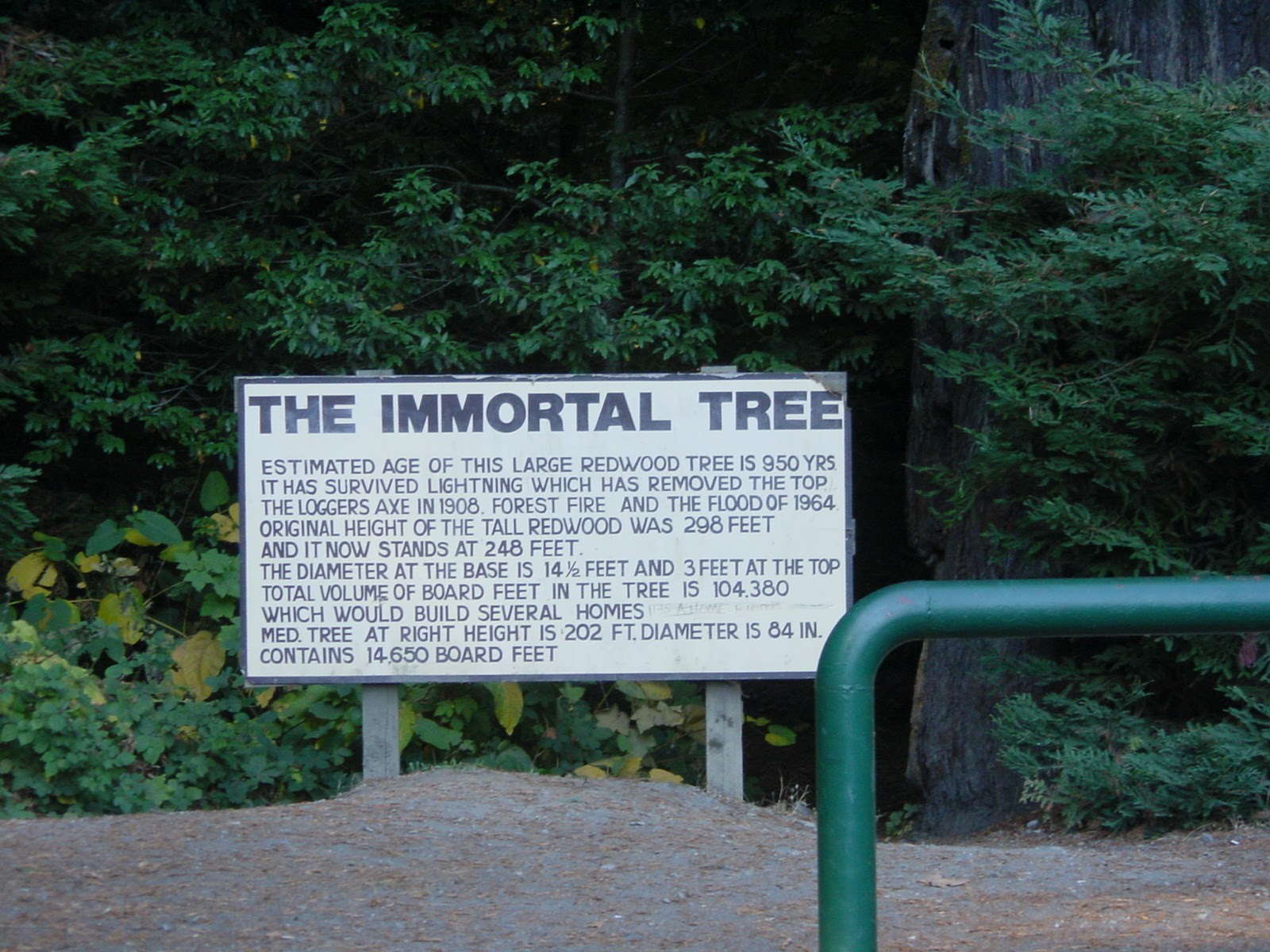 Avenue of the Giants. Northern California