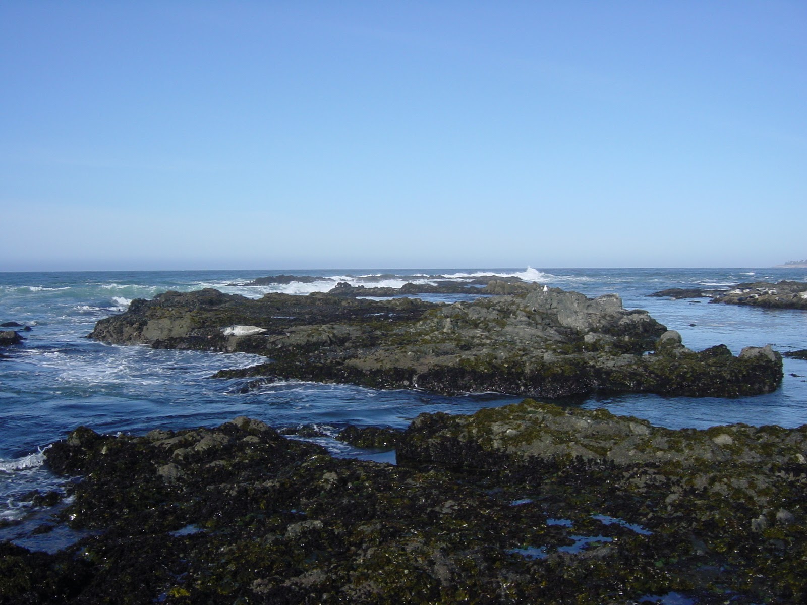 Coastline. Sea Ranch, CA