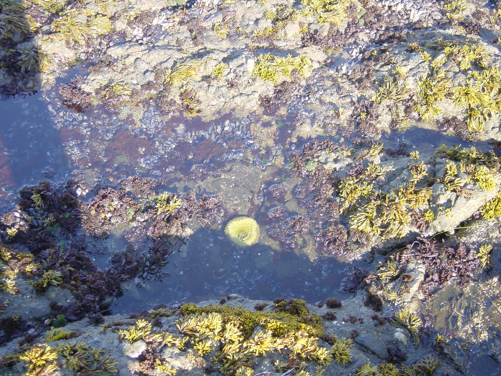 Sea Anemone. Sea Ranch, CA