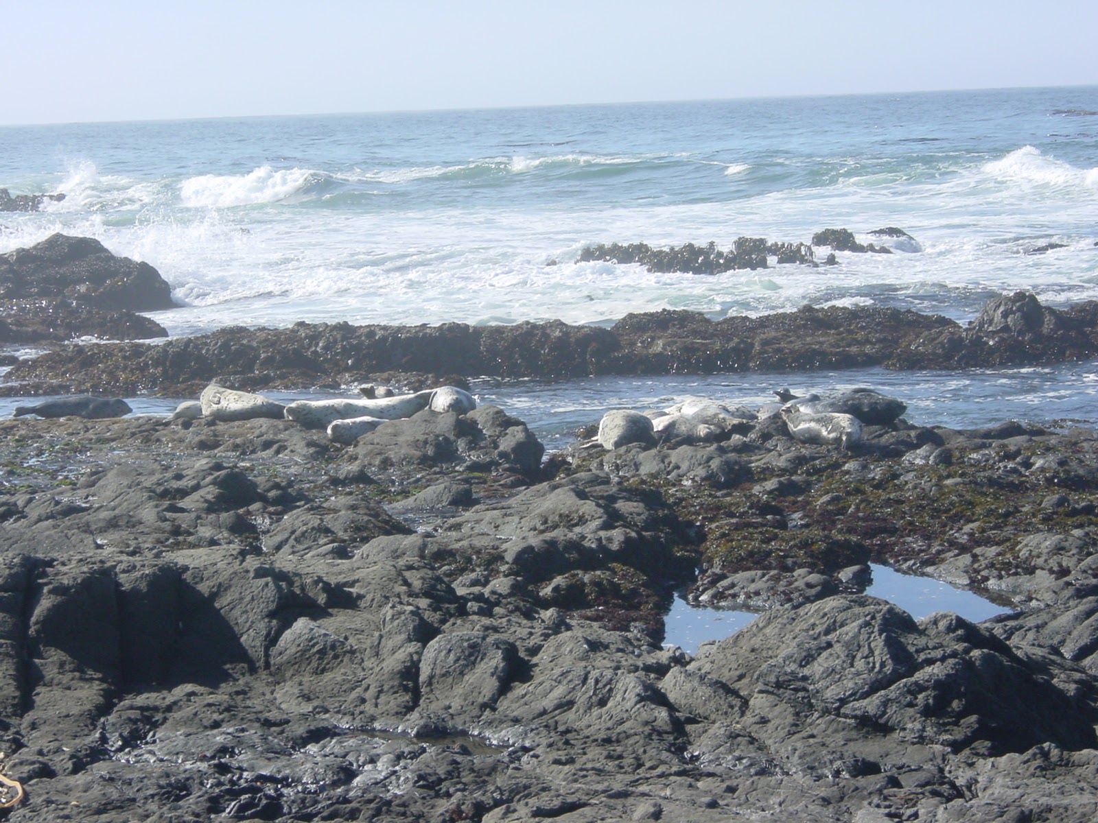 Seals in repose. Sea Ranch, CA
