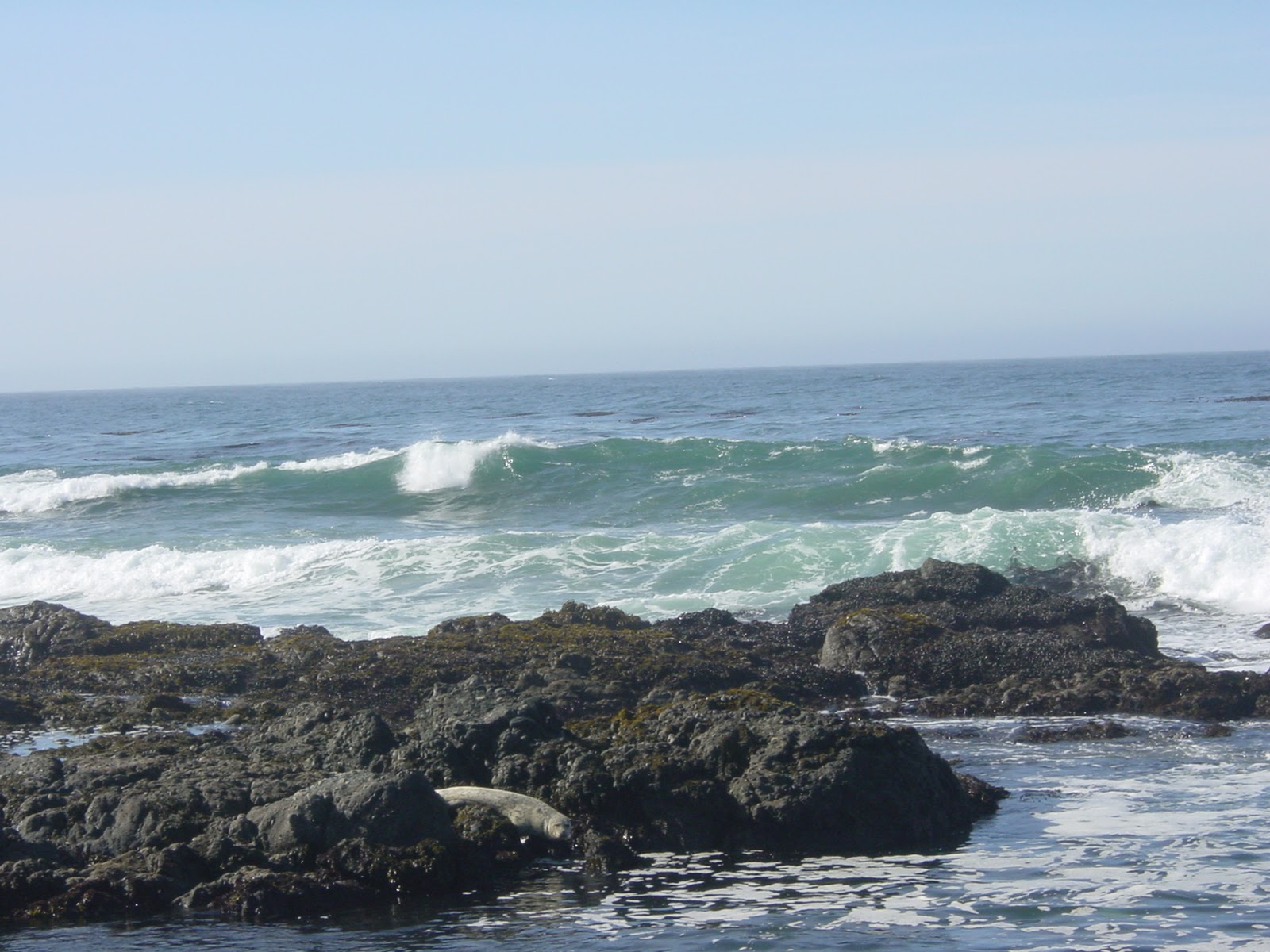 Single Seal. Sea Ranch, CA
