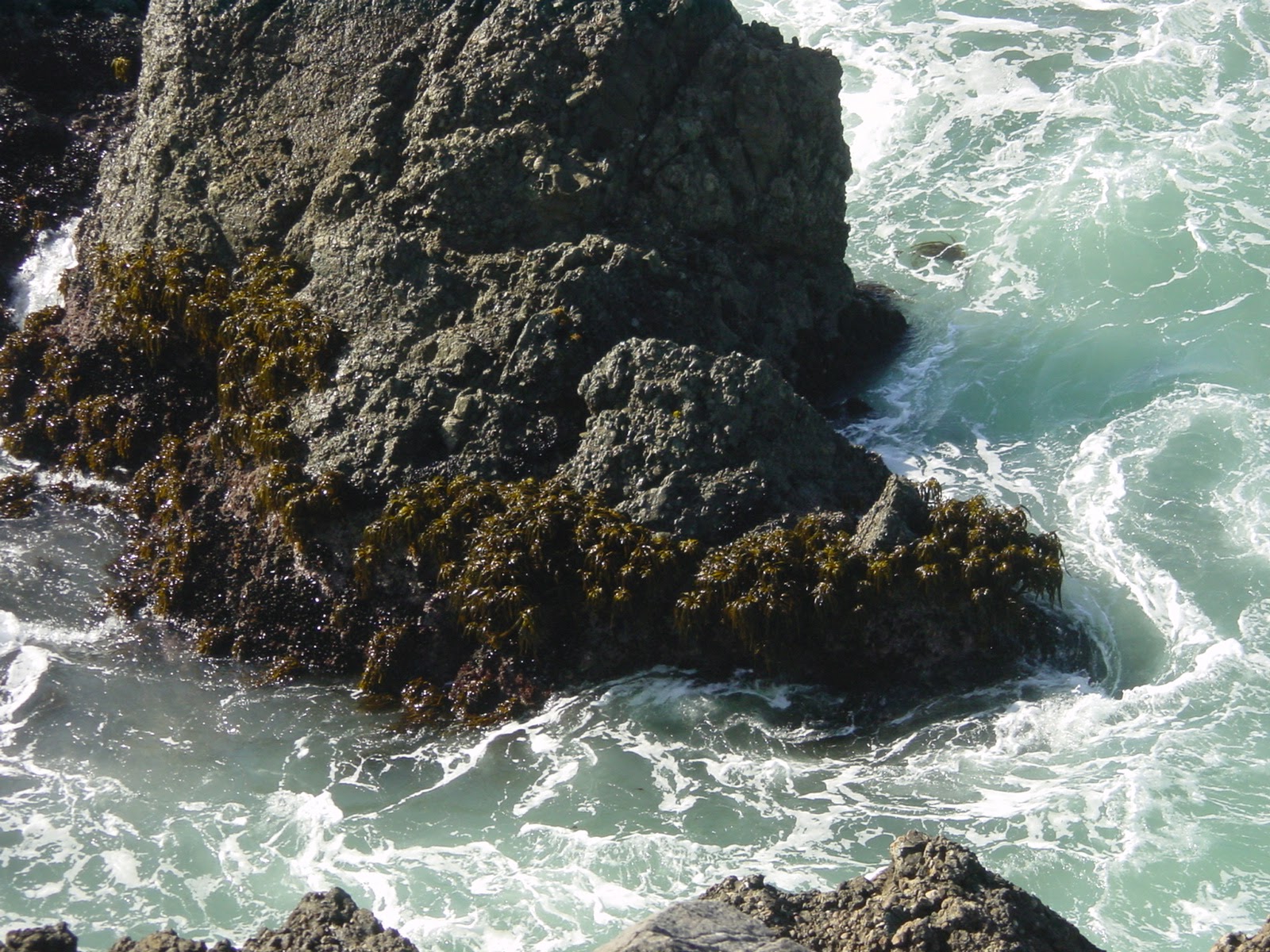 Super Plant. Sea Ranch, CA