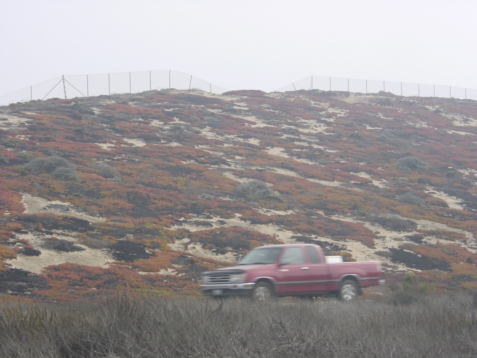 Rusty Red Ground Cover. South of Santa Cruz, CA