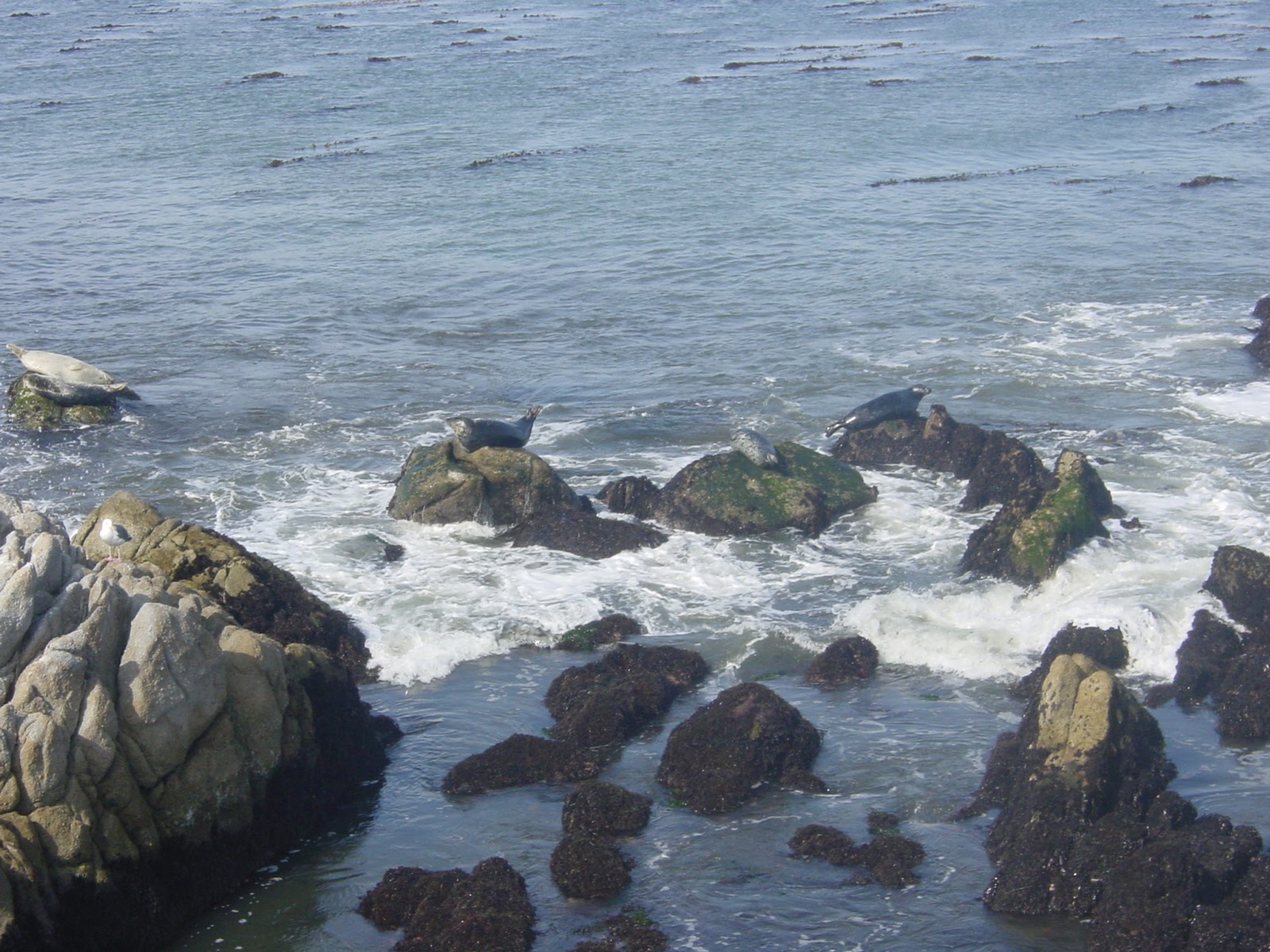 Seals. Monterrey, CA