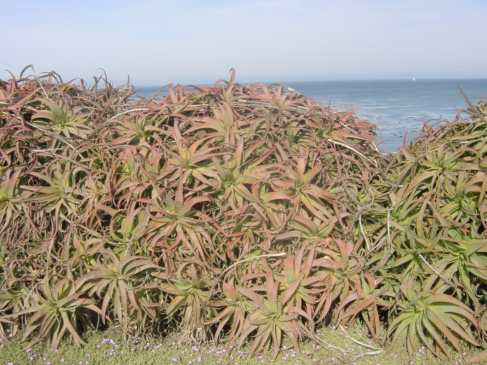 Aloe Plant Formation. Monterrey, CA