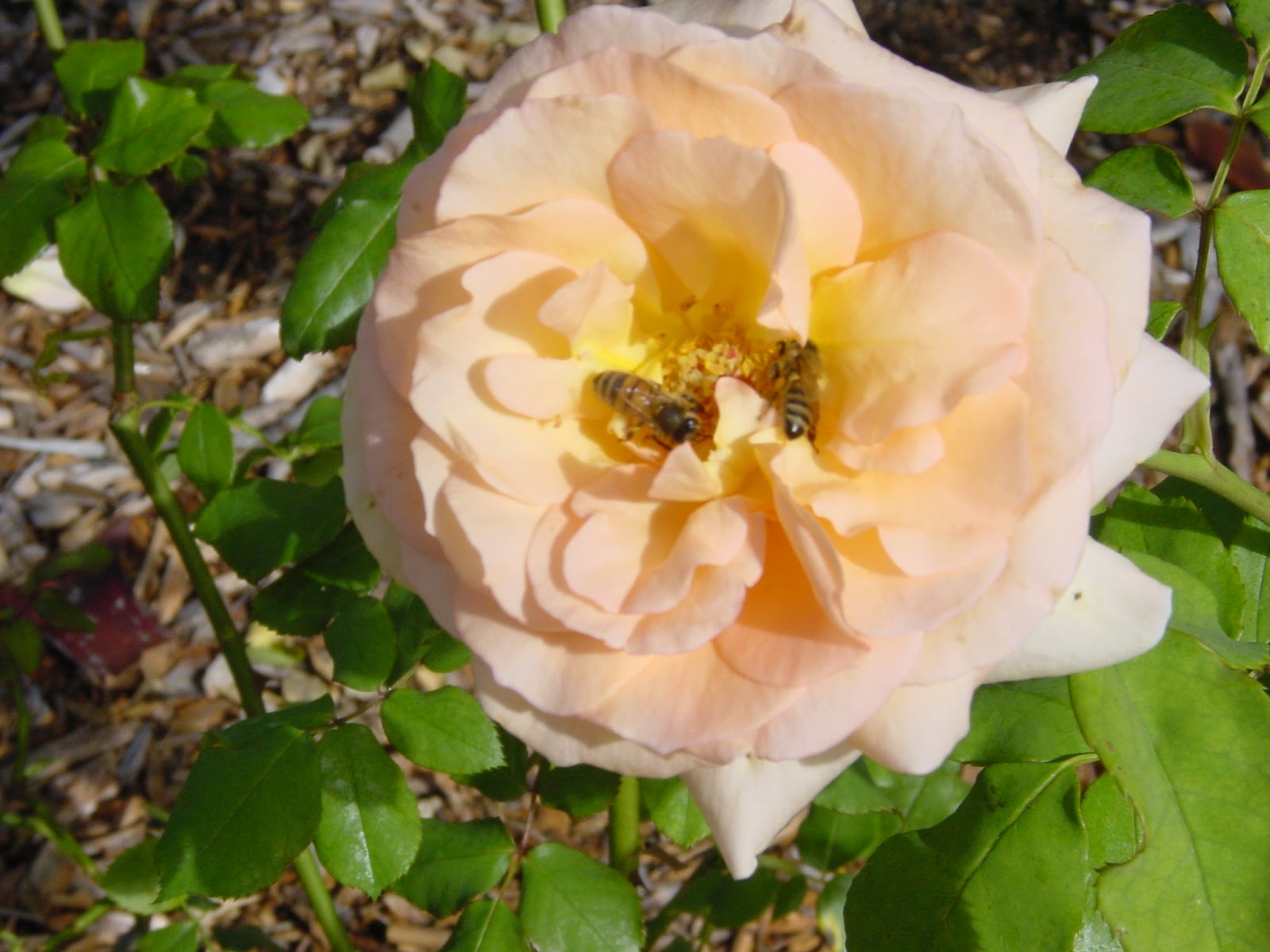 Busy Bees. Hearst Castle.