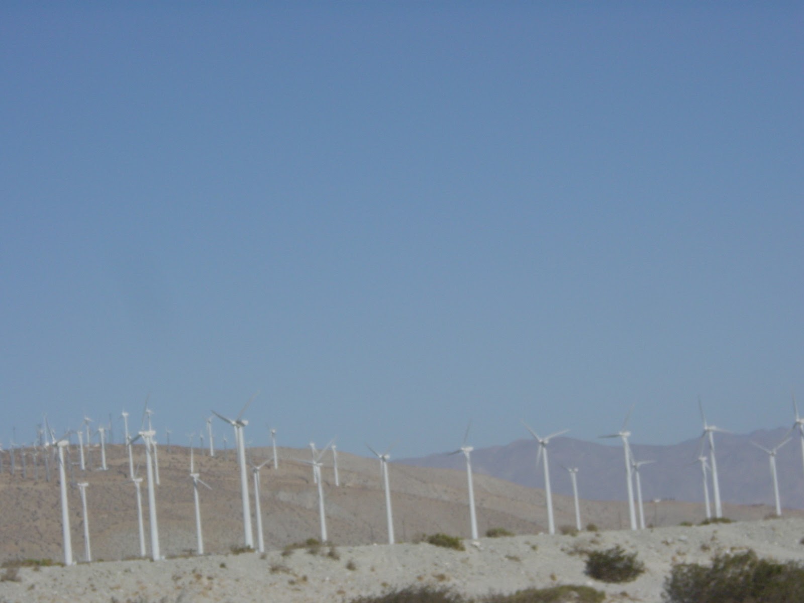 Twenty First Century Palm Trees