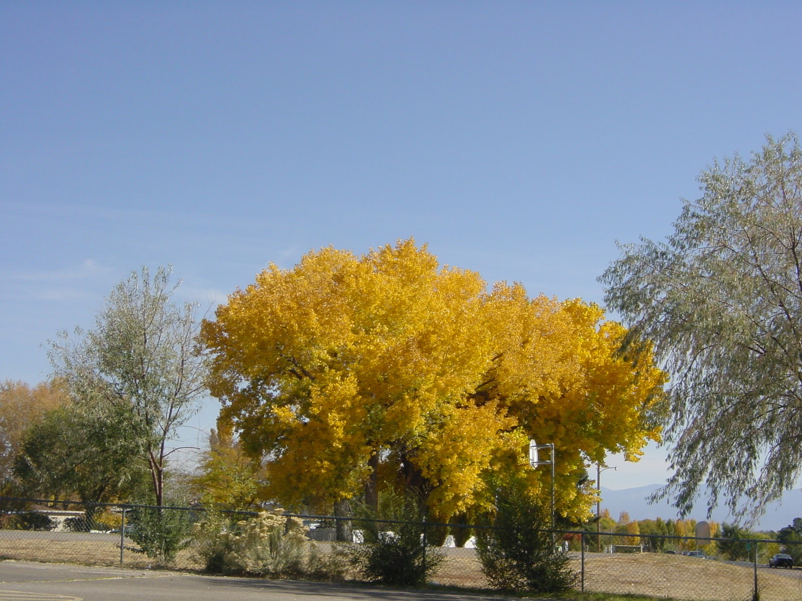 My Favorite Tree in America, Los Alamos, NM