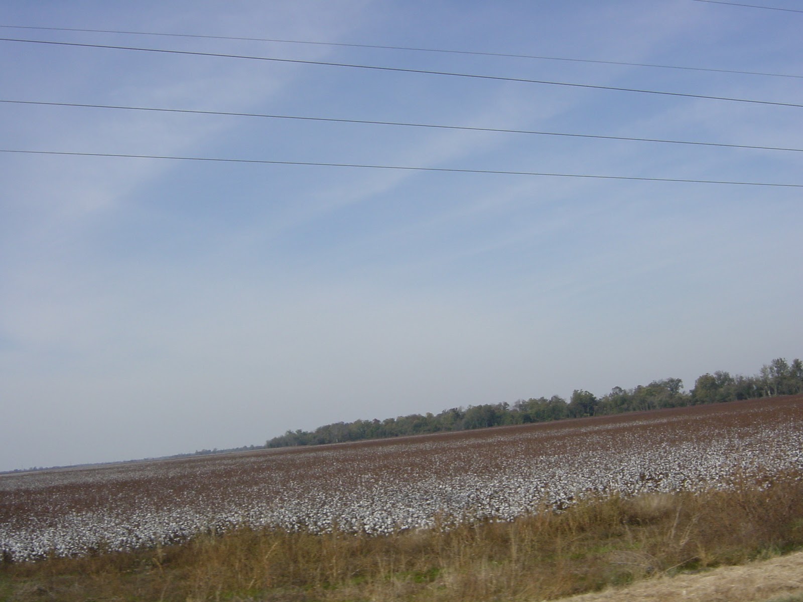 Cotton